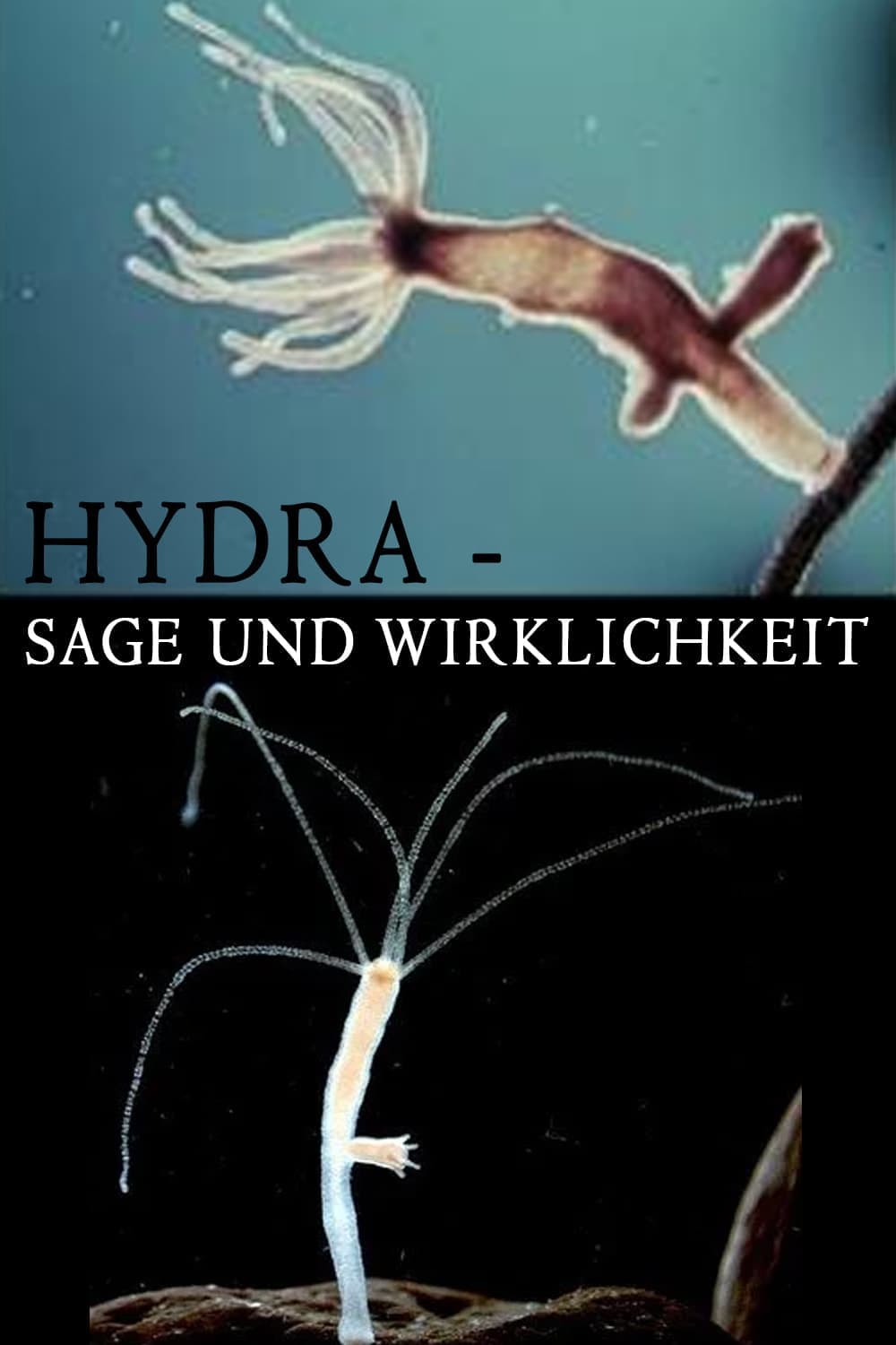 Hydra - Legend and Reality